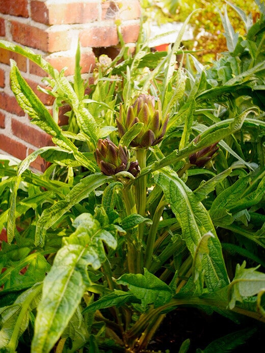 Purple of Romagna artichoke plants