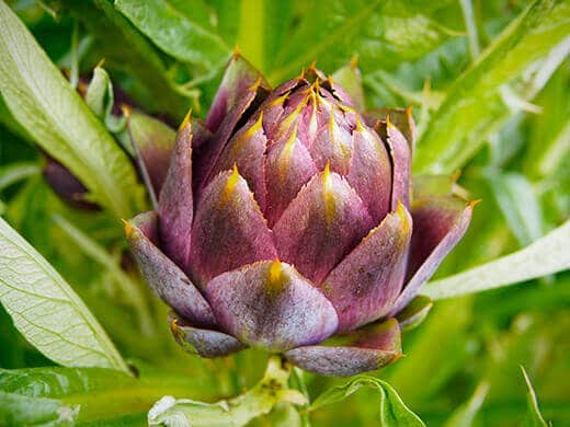 Purple of Romagna artichoke