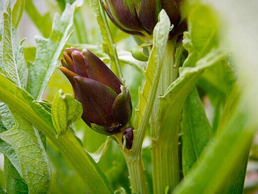 Baby artichokes