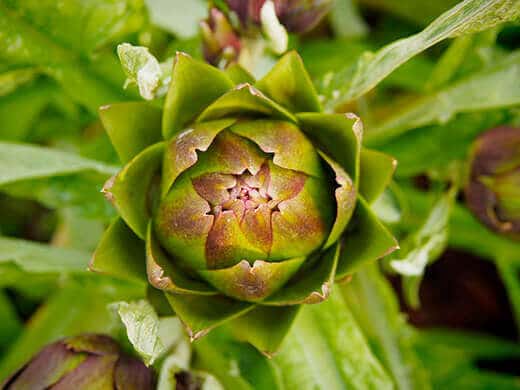 Green-tinged Purple of Romagna artichoke