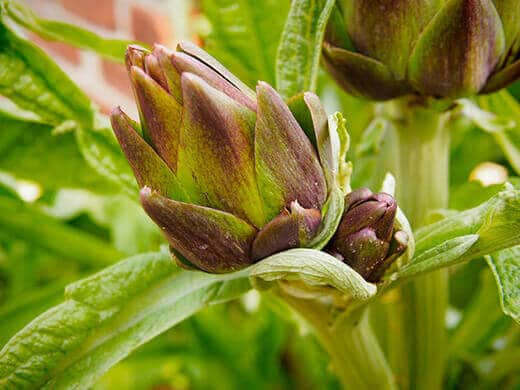 Italian heirloom artichokes