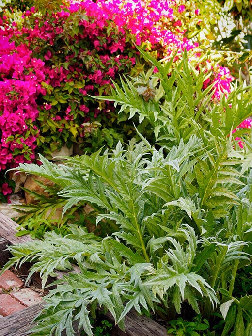 Mature artichoke plant