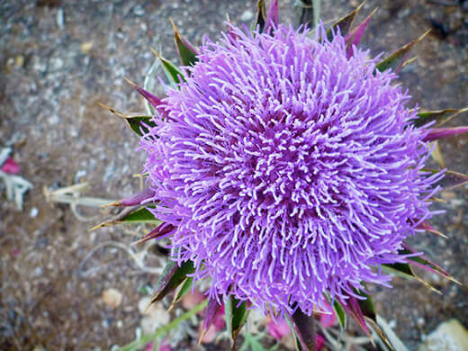Bright purple florets on an artichoke flower