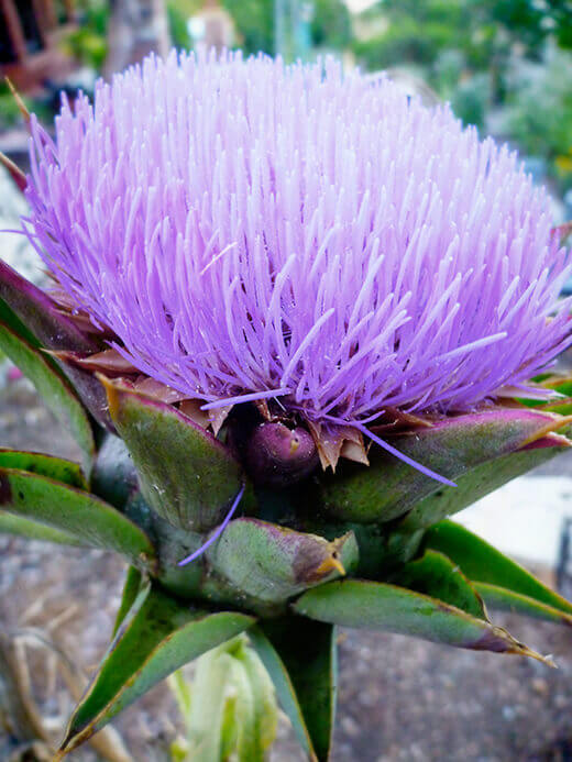 Artichoke flower in bloom