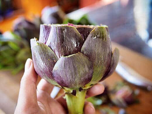 Artichoke with sharp tips snipped off