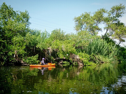 Lush vegetation on the Los Angeles River
