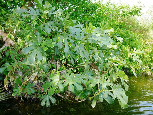 Wild fig tree