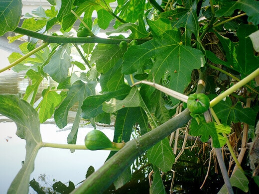 Wild figs