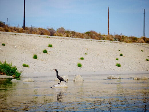 Water fowl