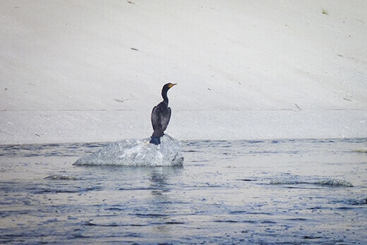 Water fowl