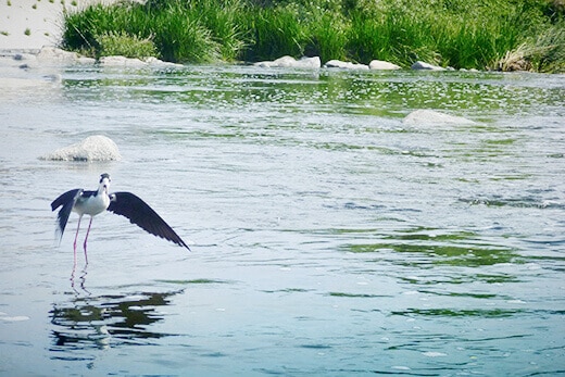 Black-necked stilt