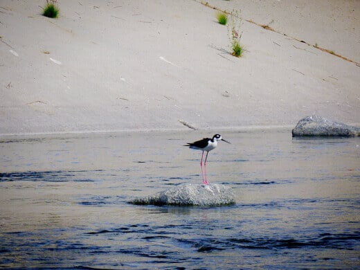 Black-necked stilt
