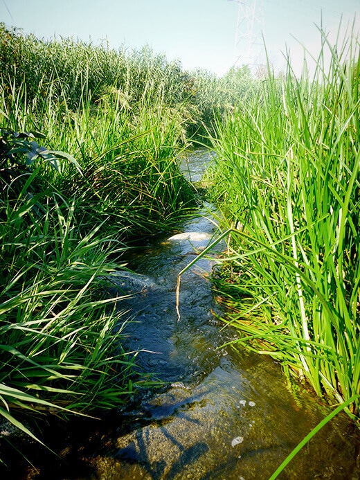 Head-high vegetation to portage through