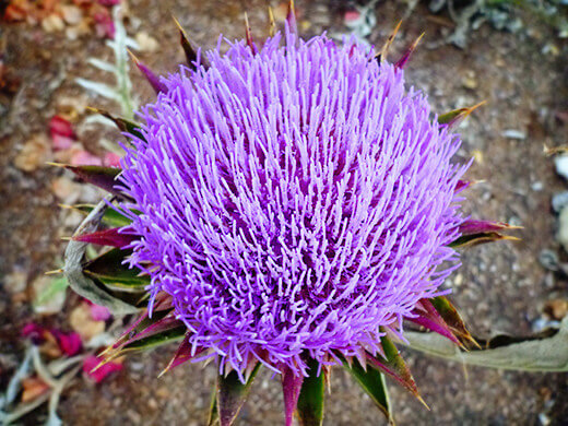 Artichoke flower