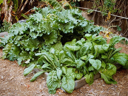 A bed of komatsuna and rhubarb