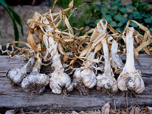 Inchelium Red garlic harvest