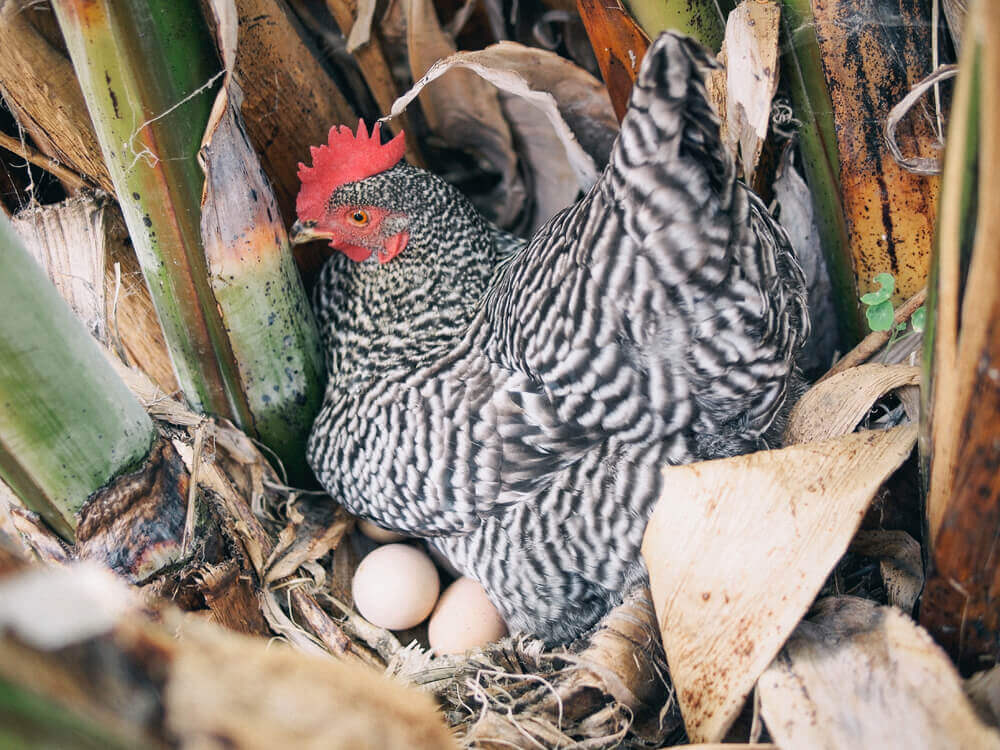 My Barred Rock sitting on a secret nest