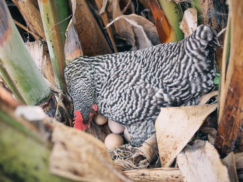 A hen and her nest of eggs