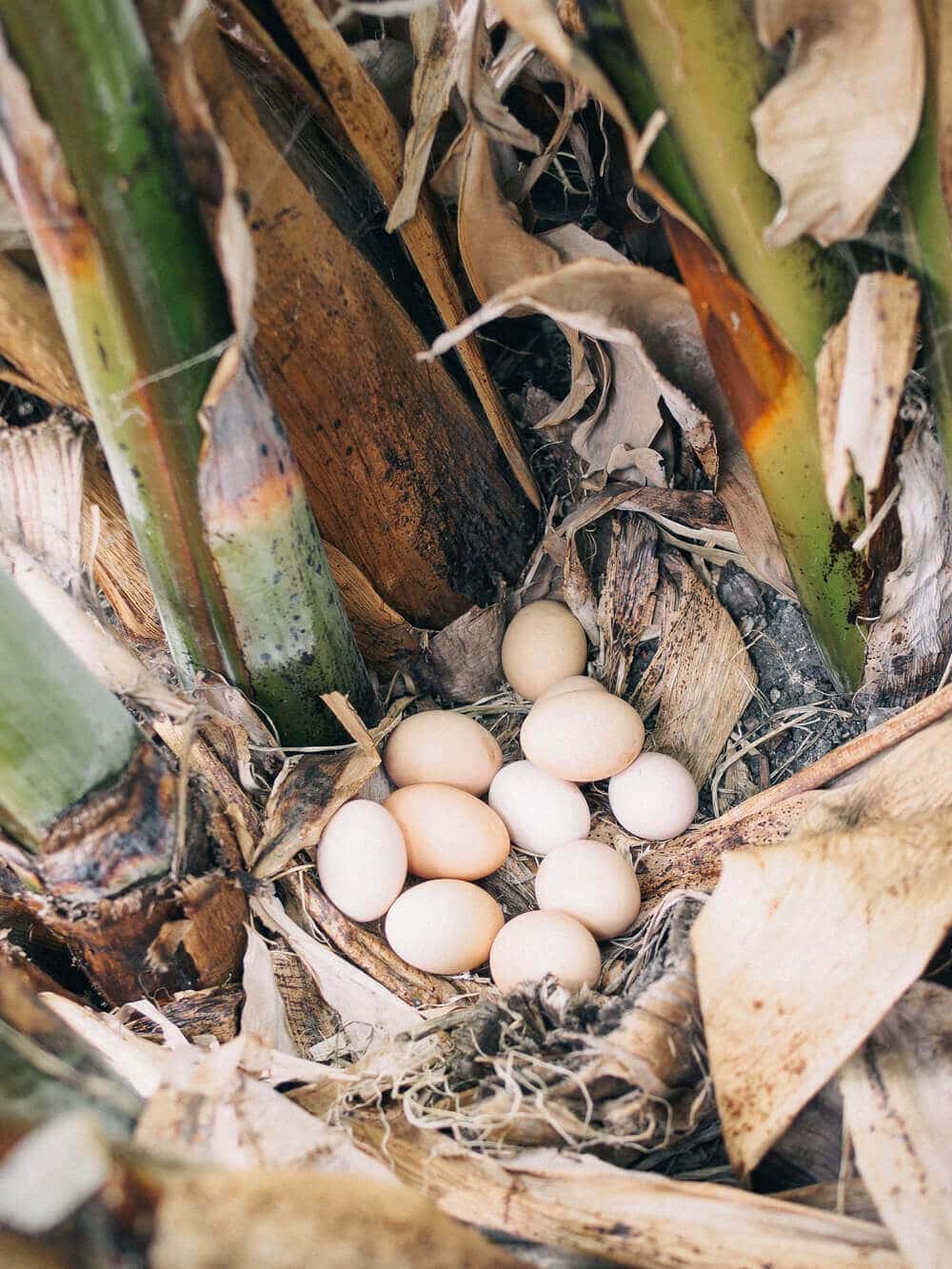 A secret stash of eggs