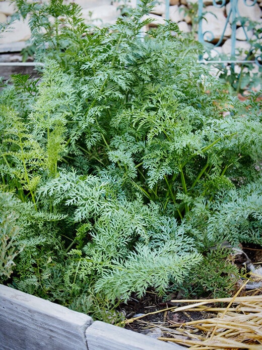 Carrot tops in the garden