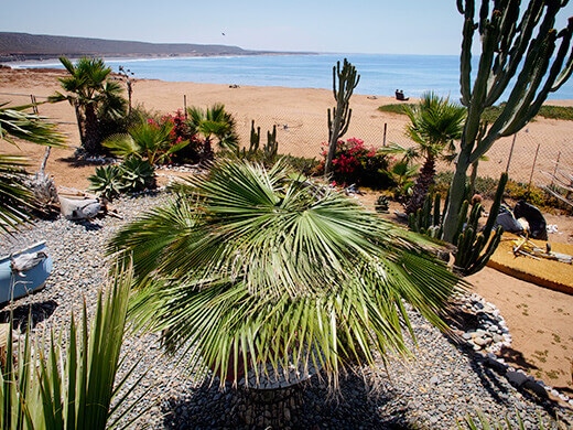 Fresh palm fronds on the palapa
