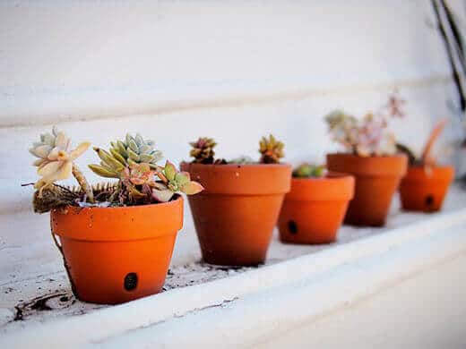 Potted succulents