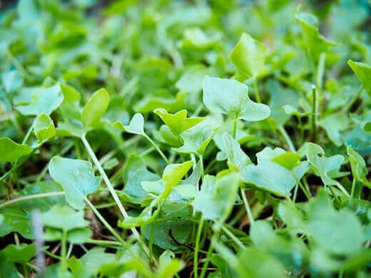 True French sorrel