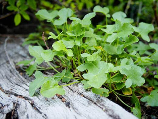 Low-growing True French sorrel herb