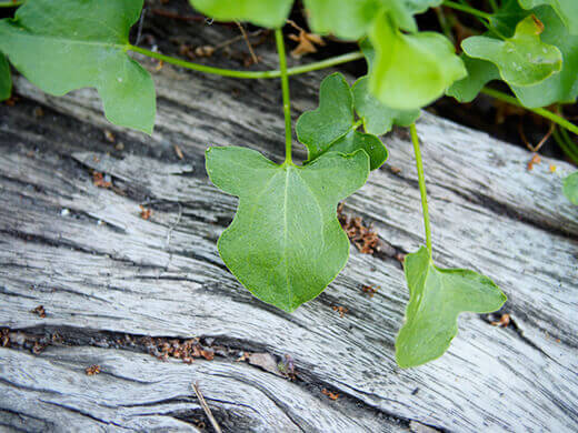 True French sorrel leaf