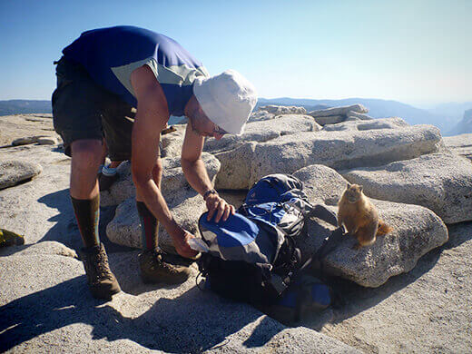 Curious marmot on Half Dome