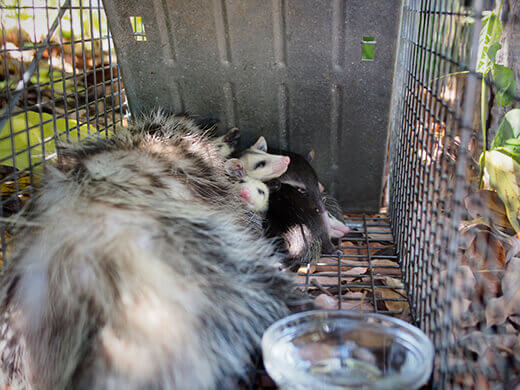 Opossum family