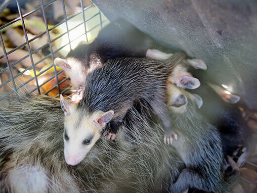 Baby opossums
