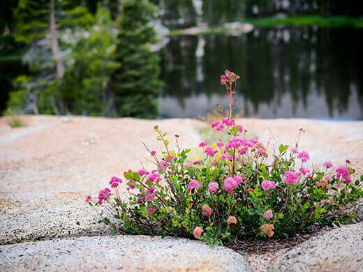 Pink wildflowers at Raisin Lake