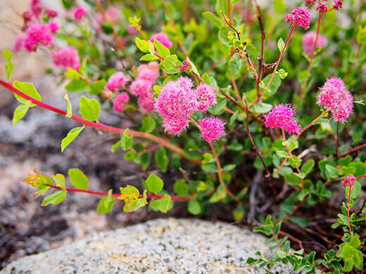Pink wildflowers