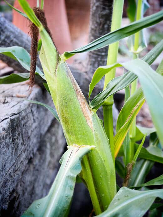 Golden Bantam 12-Row sweet corn