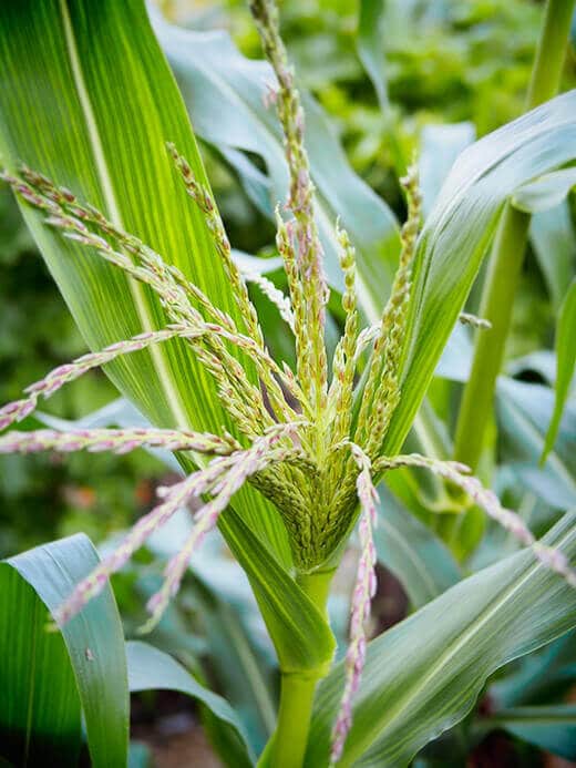 Corn tassels