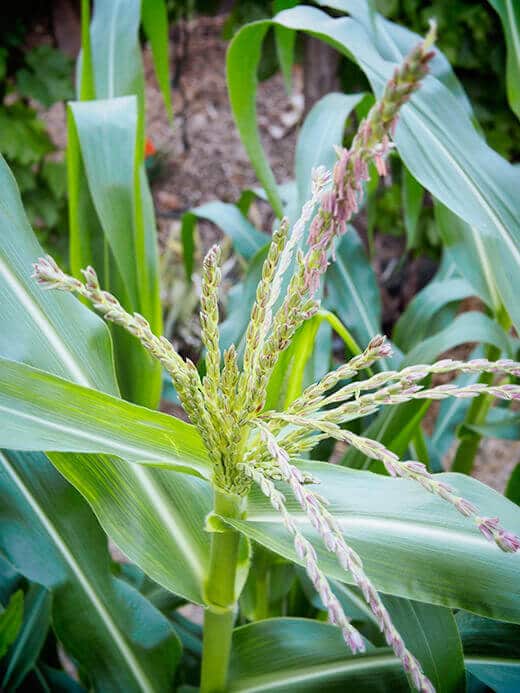 Corn tassels