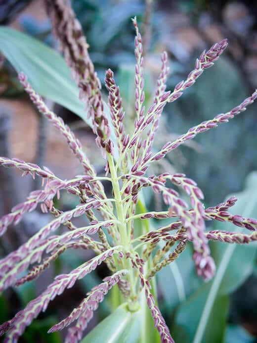 Purple flowers on corn