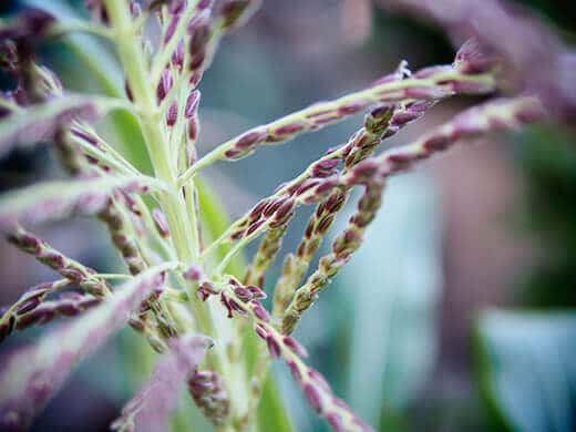 Purple tassels on corn