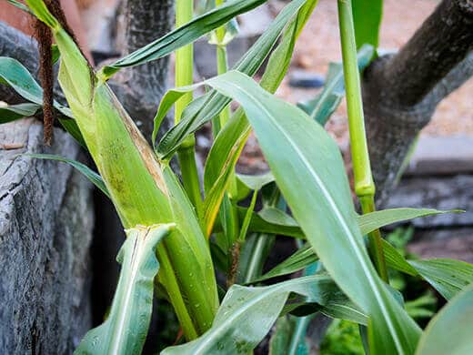 Golden Bantam 12-Row sweet corn