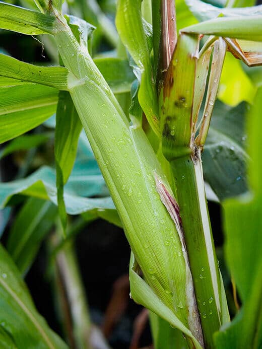 Sweet corn