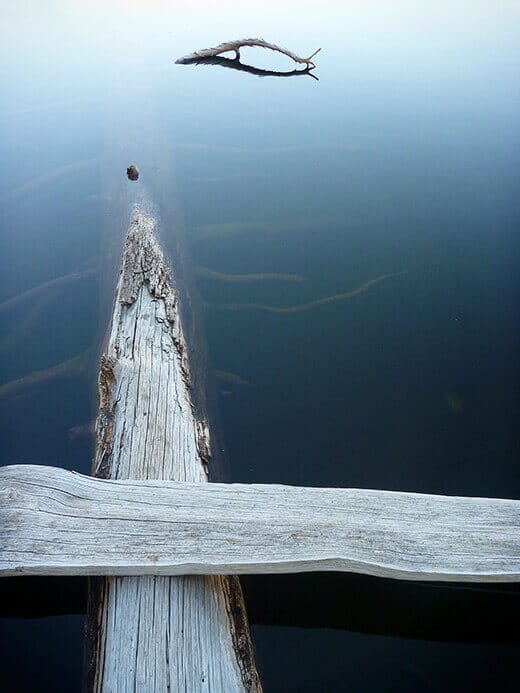 There's beauty in these logs