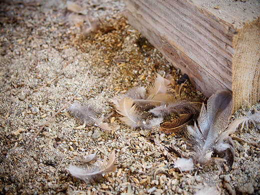 A sign of molting season