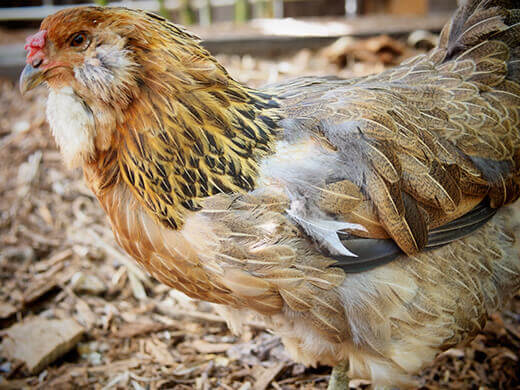 A chicken's annual molt