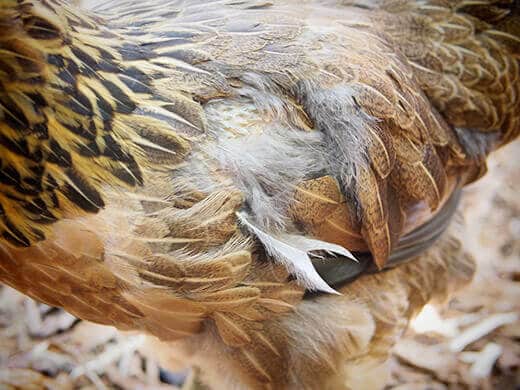Soft molt