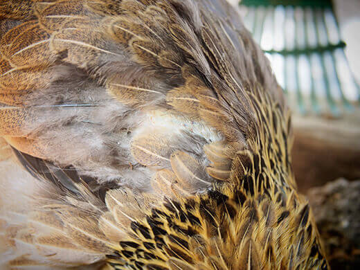 Soft molt
