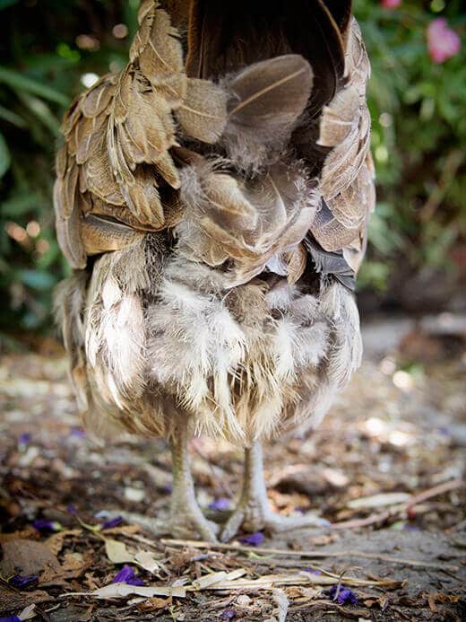 New feathers growing out