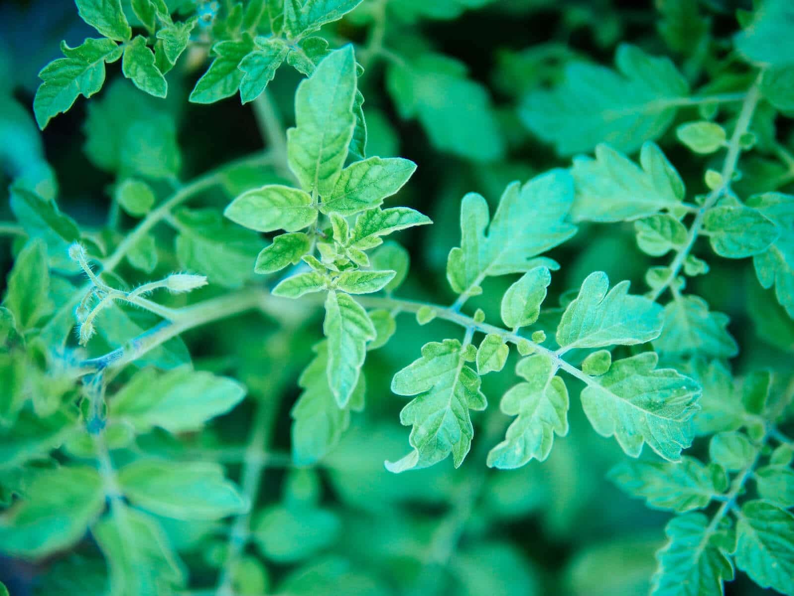 Edible tomato leaves