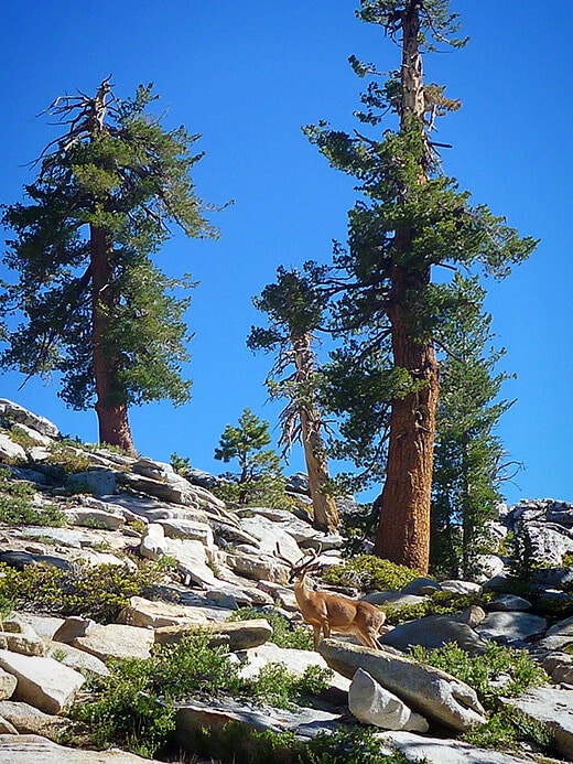 A sweet sight on our hike down