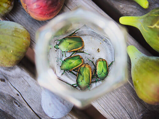 Fig beetles